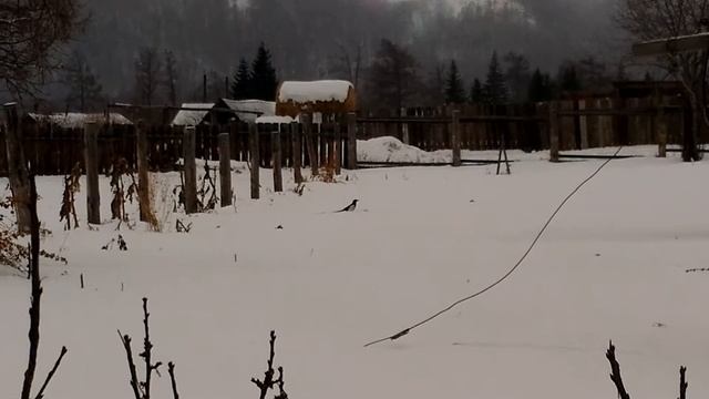 #Сорока купается в снегу смотреть онлайн