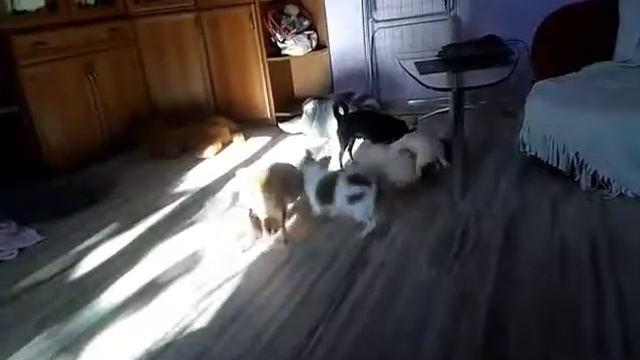 Утро игры чихуахуа смотреть онлайн