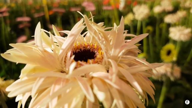 Test LG Flowers' new varieties, join the florist panel! смотреть онлайн