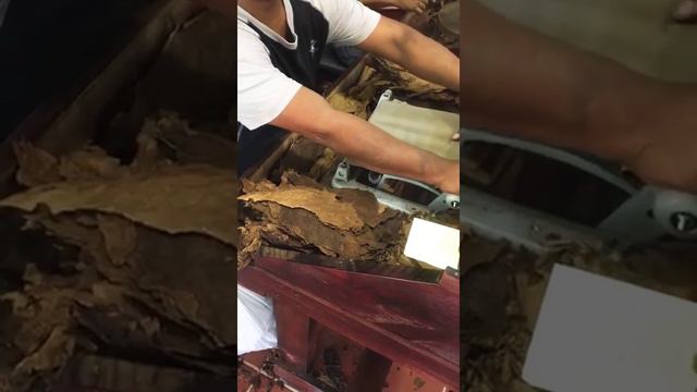 Доминикана LIVE-крутка сигар смотреть онлайн