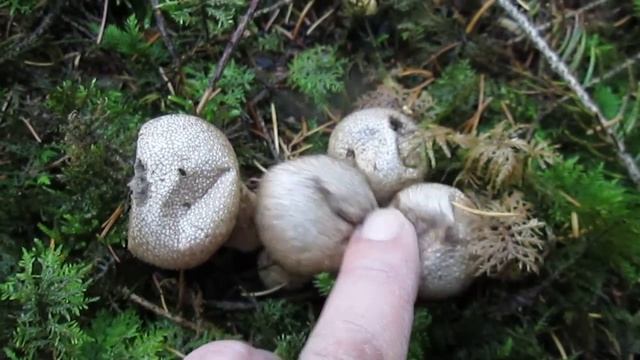 Flaschenstäubling смотреть онлайн