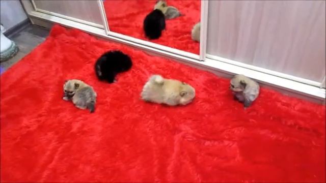 Наш детский садик ( шпицули 1месяц ) смотреть онлайн
