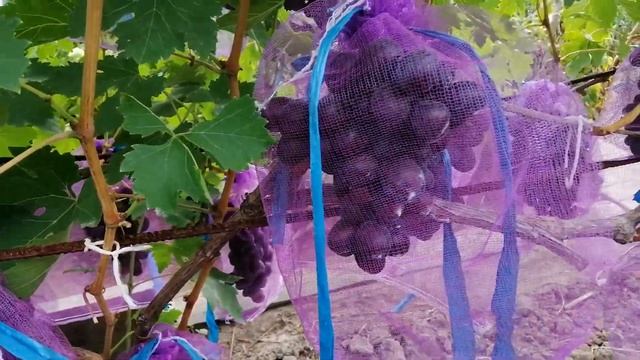 Защита гроздей винограда от ос. смотреть онлайн