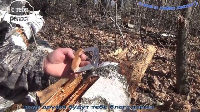 Инструмент для заготовки бересты смотреть онлайн