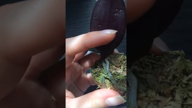 Новая орхидейка от Joy, фаленопсис филишилл смотреть онлайн