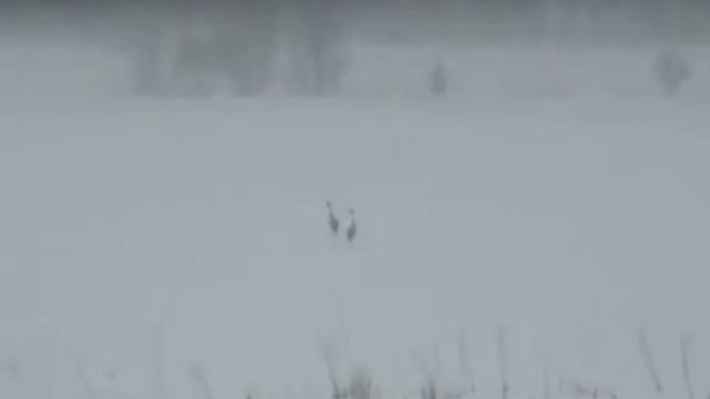 Журавли в Карелии смотреть онлайн