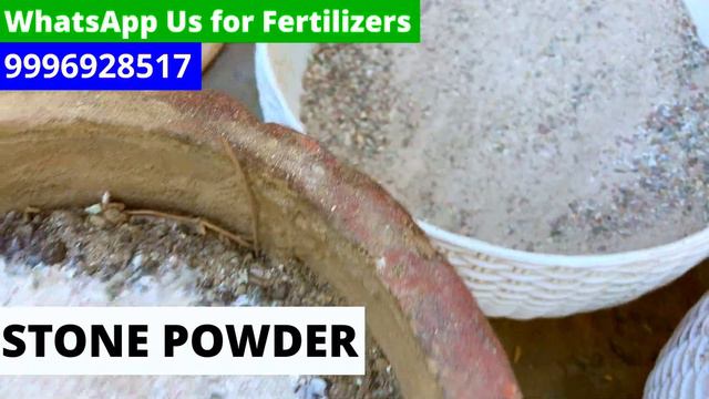 Growing and Taking Care of Caladium || एक ऐसा फूल जिसके पत्तों से मिलेगी फूलों से ज़्यादा सुंदरता ! смотреть онлайн