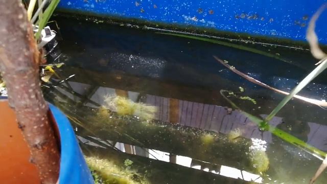 Работа биоплато после зимы.