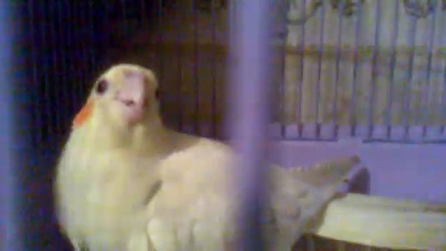 агрессия кореллы