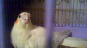 агрессия кореллы