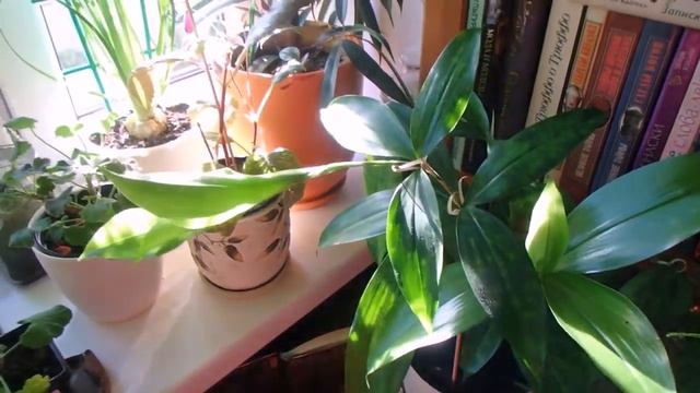 мои комнатные растения (октябрь 2020) смотреть онлайн