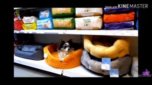 Покупаю собаке всё к чему она прикоснётся💜! Обгонит ли Софи Юми🔮?(фан Ани Меджик)