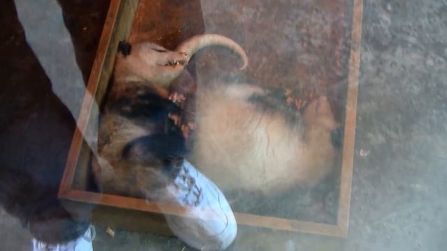 Ober Gatlinburg 06-07-2011.wmv смотреть онлайн