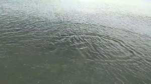 Ловля Сазанов в кастинговую сеть 9 метров