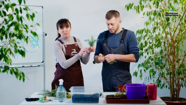 ЧЕРЕНКОВАНИЕ ТУИ | ЧЕРЕНКОВАНИЕ МОЖЖЕВЕЛЬНИКА | ЧЕРЕНКОВАНИЕ КИПАРИСОВИКА смотреть онлайн