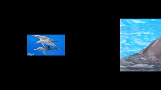 20 Интересных фактов о дельфинах! смотреть онлайн