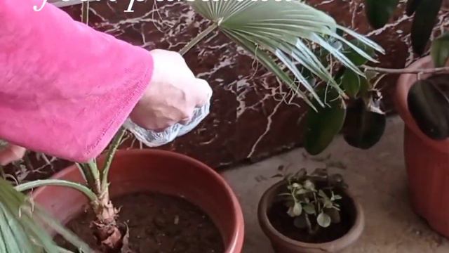 Гуллари парвариши,монофосфат калий,для домашних растений 🌱🪴🪴🪴 смотреть онлайн