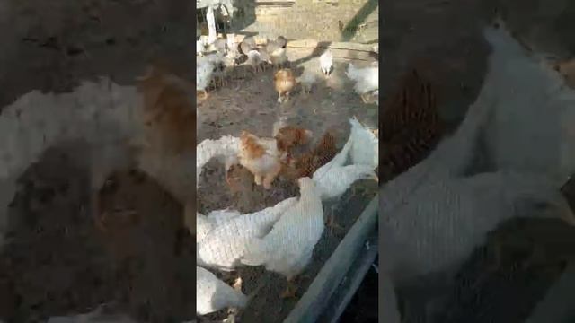 цесарка бройлерная, адлерская серебристая, голошейный бройлер смотреть онлайн