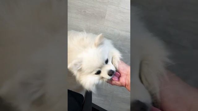 Шпиц китайский #шпиц смотреть онлайн