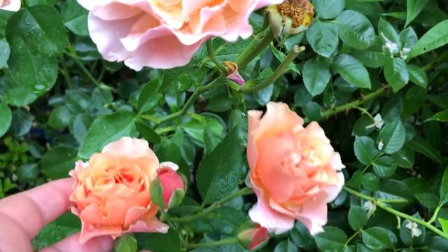 Лучшие розы, цветущие повторно! Прогулка после дождя... смотреть онлайн