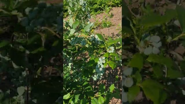 Устройство навеса для доращивания саженцев голубики