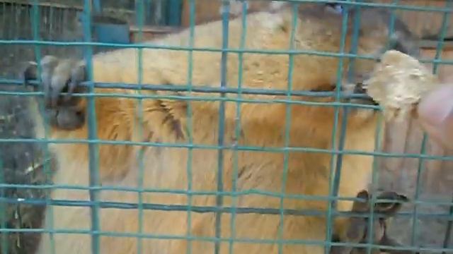 Сурки (Бабак или байбак) — млекопитающие, представители отряда грызунов семейства беличьи смотреть онлайн