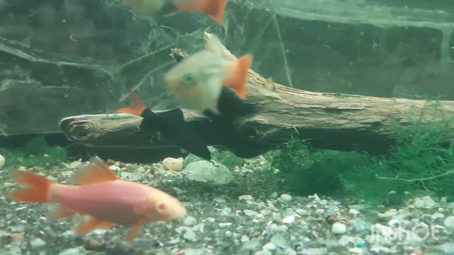 Порвали сома Фишера😭, тонна без воды 😭, планирую 10 тон воды. смотреть онлайн