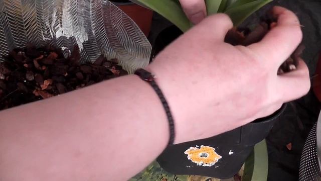 Paphiopedilum ПЕРЕСАДКА в новый грунт -SERAMIS (Серамис)