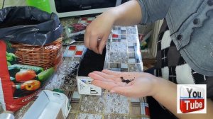 Посев семян цветов?. Простой способ. ?