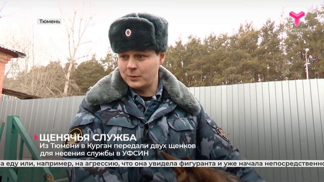 Щенячья служба _ Тюмень 27.03.2024 смотреть онлайн
