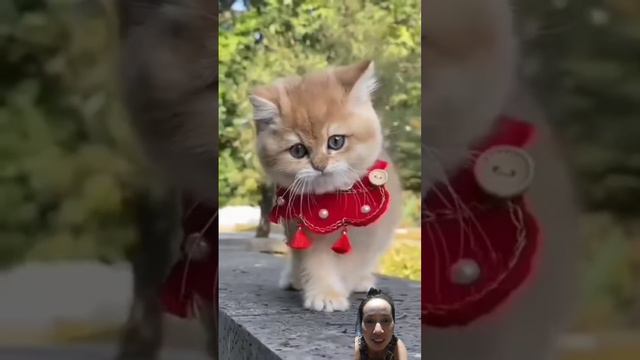 #cat #cutecat #cute #catlover #kitten #funny #youtube #views #animals #monitization смотреть онлайн