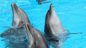 Угадай животное по звуку. Видео для детей о животных