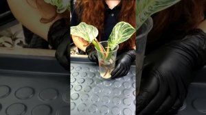 Размножение, черенкование филодендрона Биркин