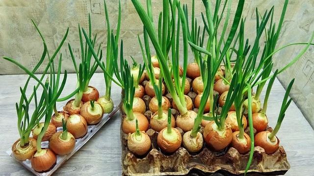 Секретный метод опытных хозяек! Как быстро вырастить зелёный лук дома. Невероятно! смотреть онлайн