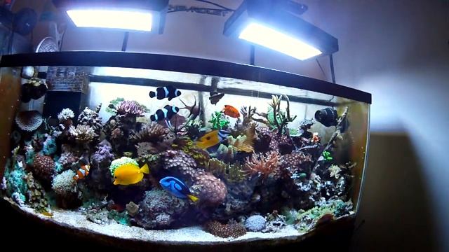 My Aquarium-Updated 1 смотреть онлайн