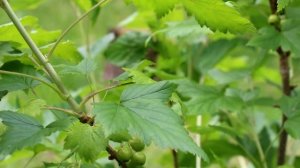 Почему плохо плодоносит черная смородина