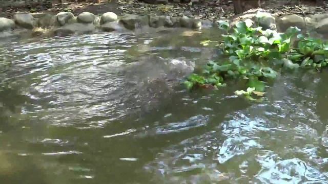 Capybara, The World’s Largest Rodent, Swimming And Playing In The Water