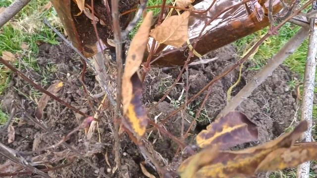 ?Уход за кустами??? На даче? смотреть онлайн