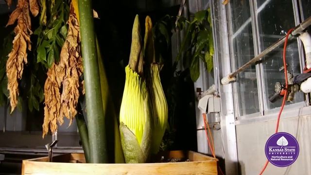 Titan Arum "Aromaticus" Double Bloom June 2021 смотреть онлайн