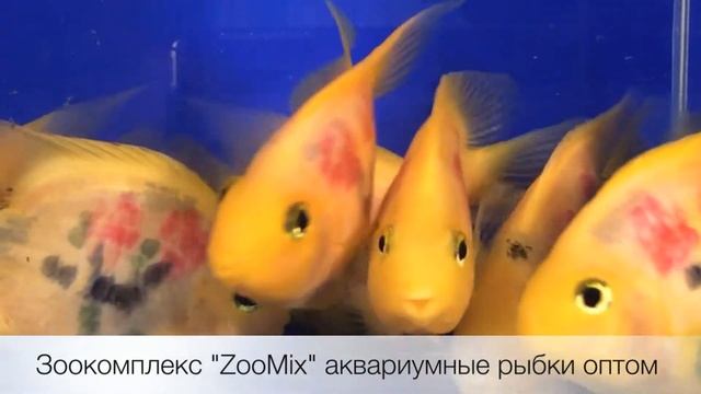 Цихлида попугай татуированный TATTOO BLOOD PARROT продажа оптом