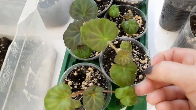 БЕГОНИЯ КЛУБНЕВАЯ ИЗ СЕМЯН. ЧЕРЕНКИ КЛУБНЕВОЙ БЕГОНИИ. БЕГОНИЯ ВЕЧНОЦВЕТУЩАЯ. ОБЗОР НА НАЧАЛО ЯНВАР смотреть онлайн