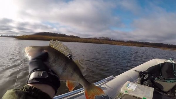 Истринское водохранилище. Ловля окуня спиннингом на мелководье