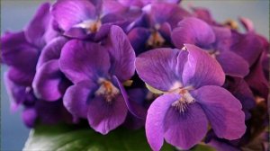 Как вырастить фиалку из семян в домашних условиях