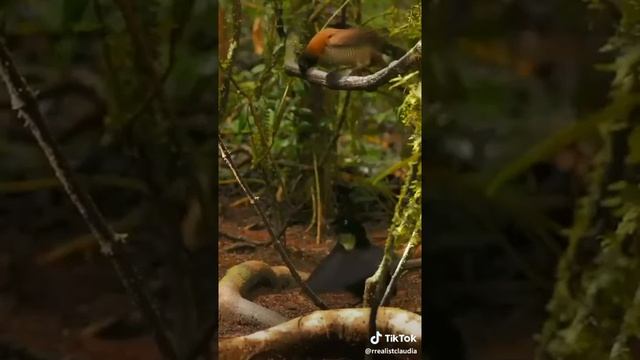 Юла птица смотреть онлайн