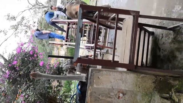 экскурсия в парк в далате катание на страусах купание слона смотреть онлайн