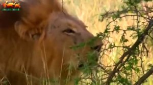 Львы жестоко убивают короля прайда. Битва львов за выживание / Удивительные кадры
