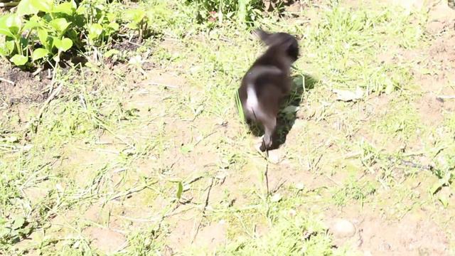 Щенки чихуахуа.Питомник Валентра Стар смотреть онлайн