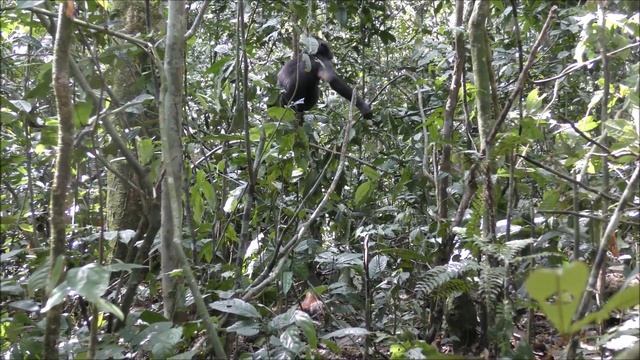 【Why Wild Bonobos!】Behavioral Responses toward the Corpse of Other animal! смотреть онлайн