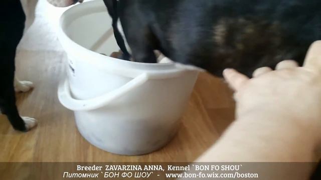 Игрушки для Бостонов ... смотреть онлайн