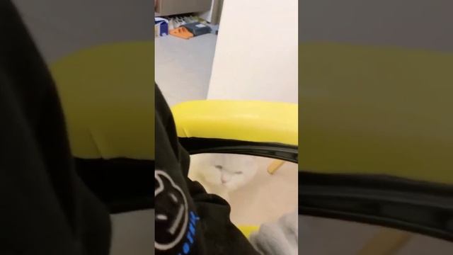 cat's ? #cats #cute #cat #? #fyp смотреть онлайн